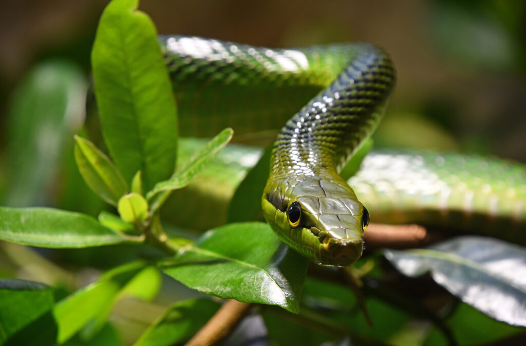 snake